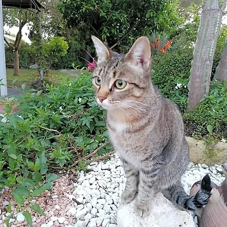 Su Matutzu San Giovanni Suergiu